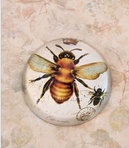 Glass Dome Vintage Bumble Bee Paper Weight/Paperweight