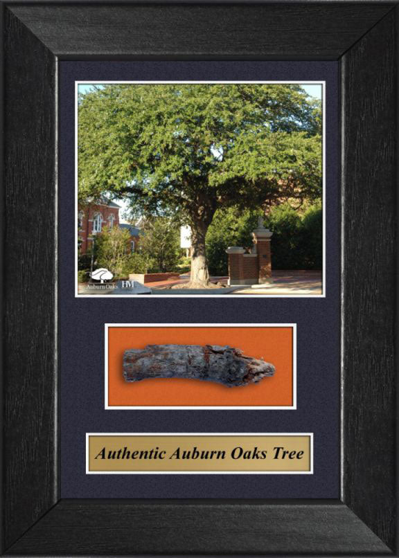 Auburn University Toomers Corner Auburn Oaks w/ the Actual Wood- Sold Out Edition